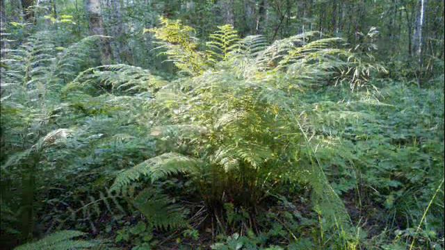 Майдан -2014 Крым - русская земля! Эх, такую страну( Украину) разрушили - три жулика... смотреть онлайн