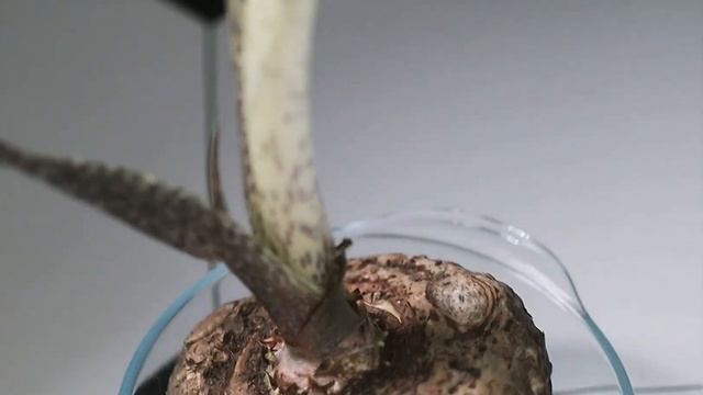 Сауроматум | Тибетська ящірка або Лілія вуду у мене вдома | @ХатніХащі смотреть онлайн