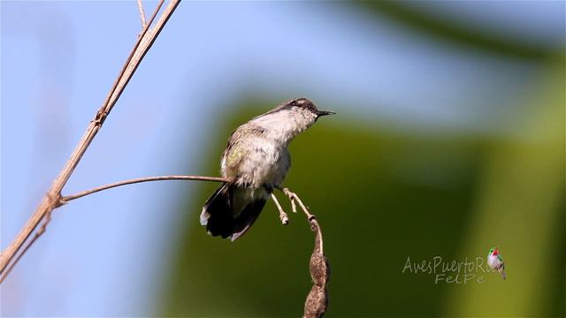 COLIBRÍ VERBENA vocalizando (Vervain Hummingbird, Melisuga minima) Segunda ave mas pequeña del mund смотреть онлайн