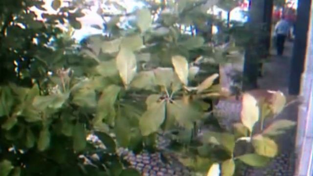 The Mystery of Peter Bergmann смотреть онлайн