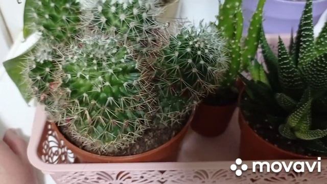 Комнатные цветы. Обзор комнатных цветов на кухне. смотреть онлайн