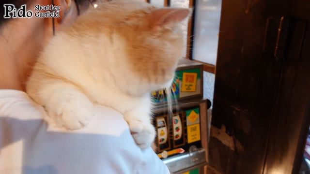 【Pido cat】Wow! Has the cat traveled through to Japan?Cyberpunk丨Short Legs Garfield EP.10 смотреть онлайн