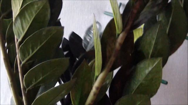 Замиокулькас (Долларовое дерево). Как купить цветок замиокулькас черный смотреть онлайн