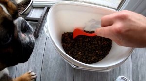 Чем мы кормим ФРАНЦУЗСКОГО БУЛЬДОГА  Личный опыт, что можно, а что нет