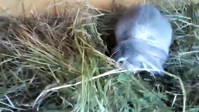 Мой маленький друг смотреть онлайн