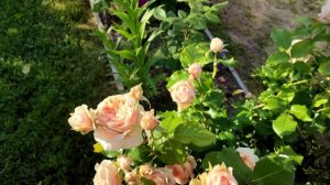 Роза японской селекции Масора (Masora) выведена Teizo Yoshiike.