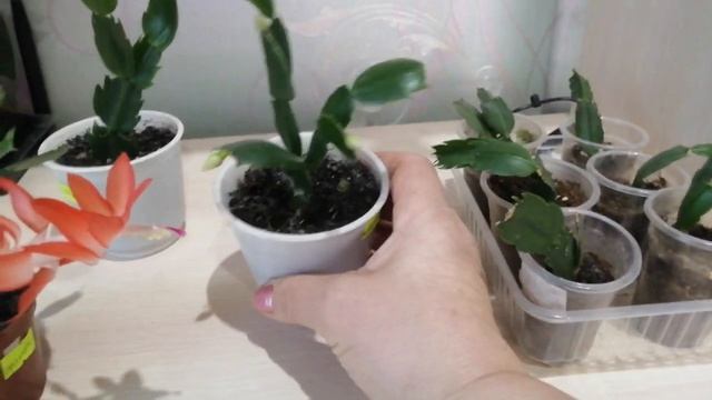 ШЛЮМБЕРГЕРА ДЕКАБРИСТ. Уход и размножение. Как посадить сегменты (листики) декабриста. смотреть онлайн