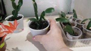 ШЛЮМБЕРГЕРА ДЕКАБРИСТ. Уход и размножение. Как посадить сегменты (листики) декабриста.