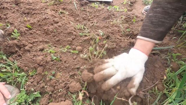 Сбор картошки Суперэлита на даче в Подмосковье. смотреть онлайн