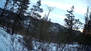 РЕАЛЬНАЯ ОХОТА С ПОДХОДА НА СИБИРСКУЮ КОСУЛЮ REAL HUNTING WITH AN APPROACH TO THE SIBERIAN ROE DEER