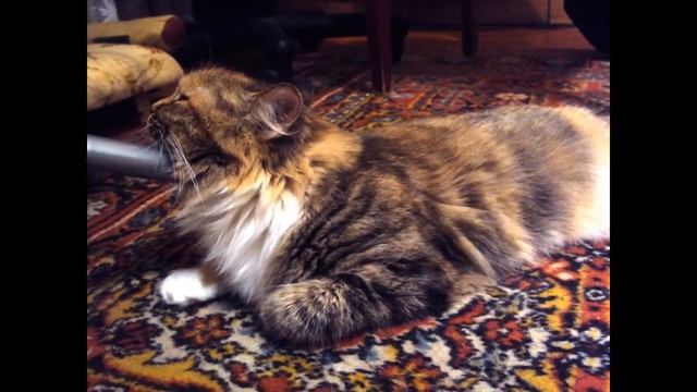 Жители Земли, придумав фотоаппараты, залог Бессмертья обрели! Кошка Ромашка и кошка Подушка смотреть онлайн