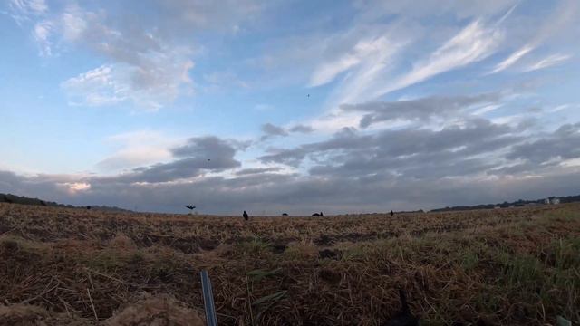 Crow Hunting - 18 Birds