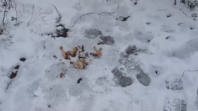 Отчет за сегодня, вчера. 22.11.2023 смотреть онлайн