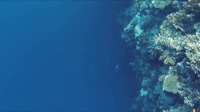 Charmillion Club Resort Reef Риф February 2016 смотреть онлайн