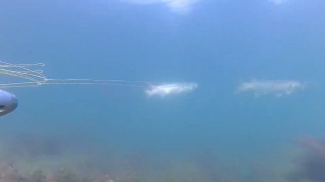 Подводная охота в Керчи. Сезон 2019 смотреть онлайн