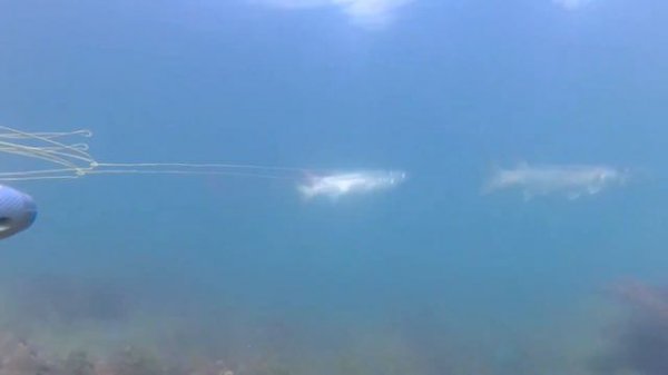 Подводная охота в Керчи. Сезон 2019