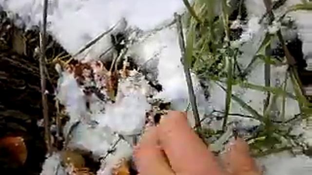 Посмотрите какие зимние опята в Каменском смотреть онлайн