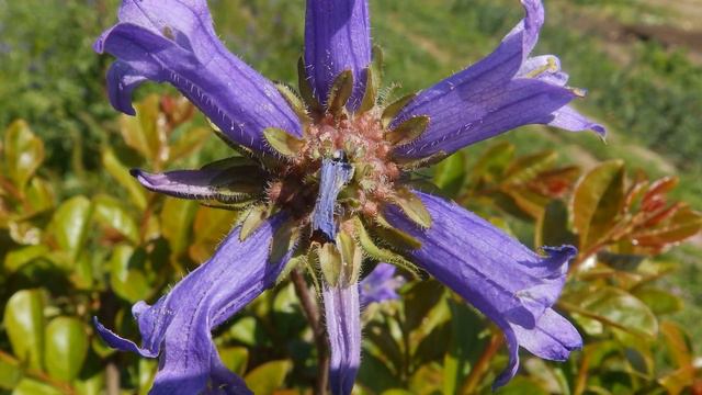 Campanula Lingulata