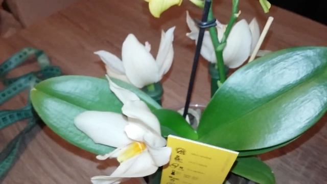 Опыление орхидеи Фаленопсис и Цимбидиума на одном растении. смотреть онлайн