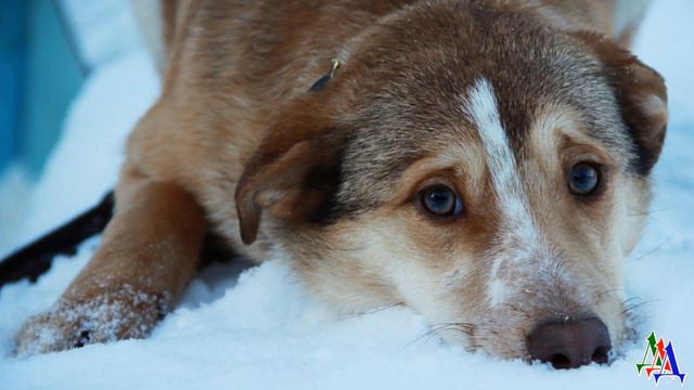 Бездомная СОБАЧОНКА спасла выпивоху, который заснул на улице А потом и помогла ему изменить жизнь смотреть онлайн
