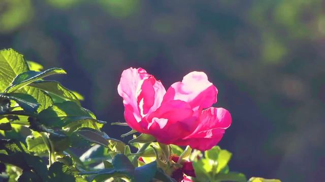 Surat Un Naziat HD|| Recited By Mufti Obaid || سُوْرَالنَّازِعَاتْ || Shoaib Tilawat смотреть онлайн