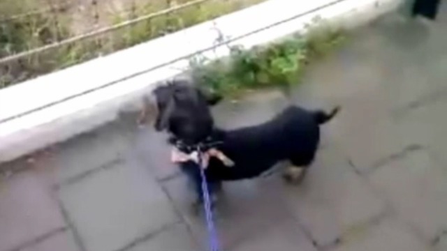 Собака-подражака смотреть онлайн