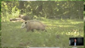 Тасманийский тигр.Хищник призрак.