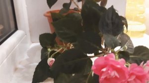 Бальзамин махровый