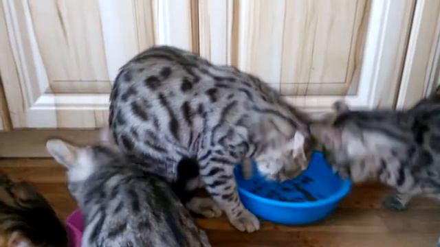 саванны элитные кошки/ дикие уральские кошки смотреть онлайн