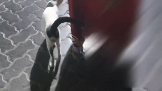 GREAT FRIENDSHIP OF TWO CATS смотреть онлайн