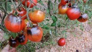 Томат Сержант Пеппер Бронза (Srt. Pepper's bronze)