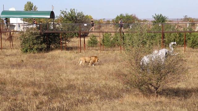 Львиный завтрак! Тайган. Белогорск. Крым. смотреть онлайн
