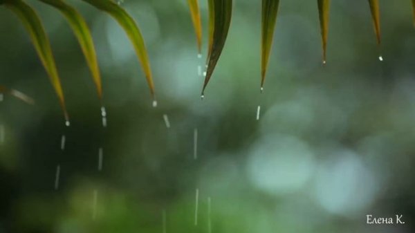 А вы давно гуляли под дождём?