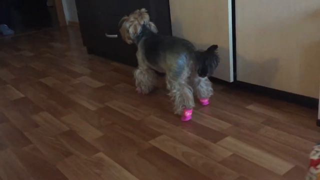 Приколы с собакой. Смеяться до слез 😂Чубака жжёт)) смотреть онлайн