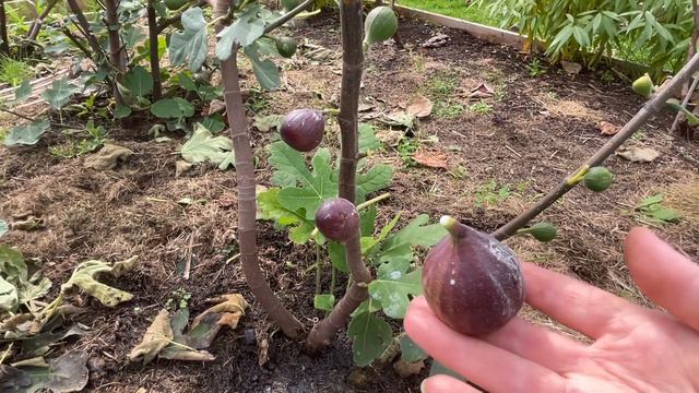 Инжир Харди Чикаго. Hardy Chicago fig смотреть онлайн