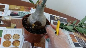 Адениум гниет каудекс