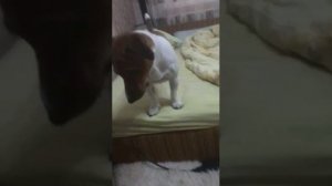 Собака Джек Рассел дрессирует хозяина. Jack Russell