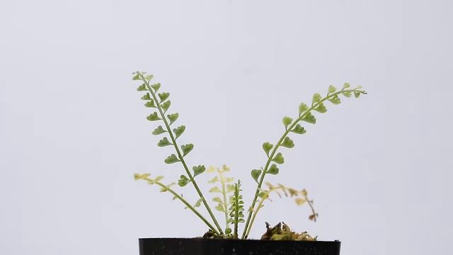 Terrarium Plant Trimming and Clean Up - Learn by watching смотреть онлайн