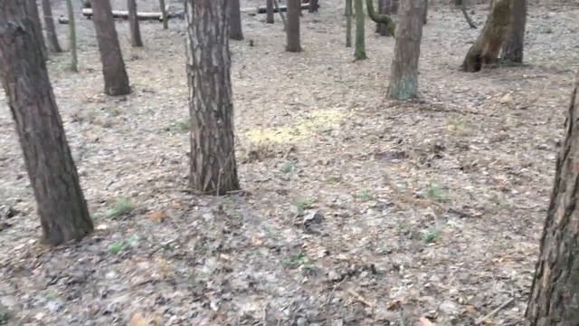 ИСВ обнимает Украину! Очищение леса от мусора смотреть онлайн