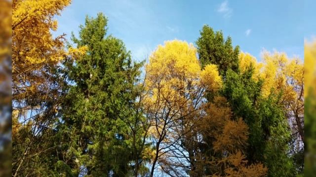 Прогулка по "Тропе здоровья". Большеречье, Омская область. смотреть онлайн