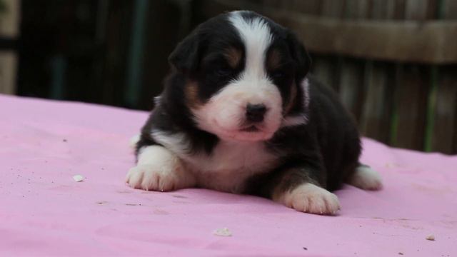 ЧИЁ КАТСУ ИЗ ДОМА КОРОЛЁВОЙ смотреть онлайн