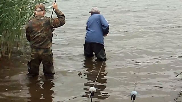 Поклевка амура на бойл. смотреть онлайн