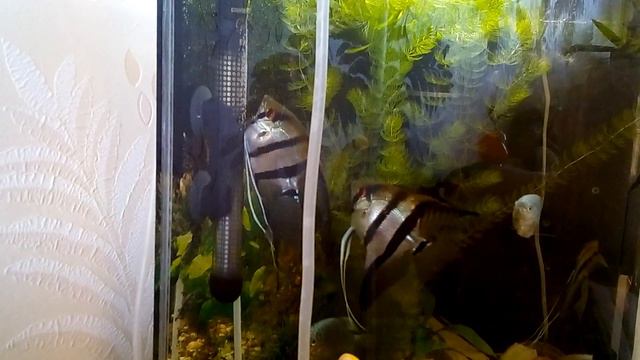 Нерест скалярий смотреть онлайн