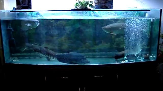 Арована, кормление мега больших рыб ( Feeding Arowana  )