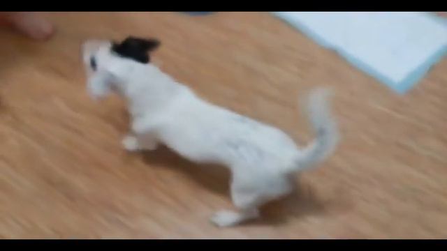 Честер крутит круги смотреть онлайн
