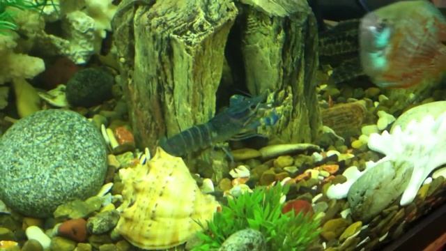 Голубой Рак. смотреть онлайн