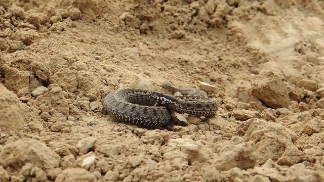 Степная гадюка - мелкая , но прыткая смотреть онлайн