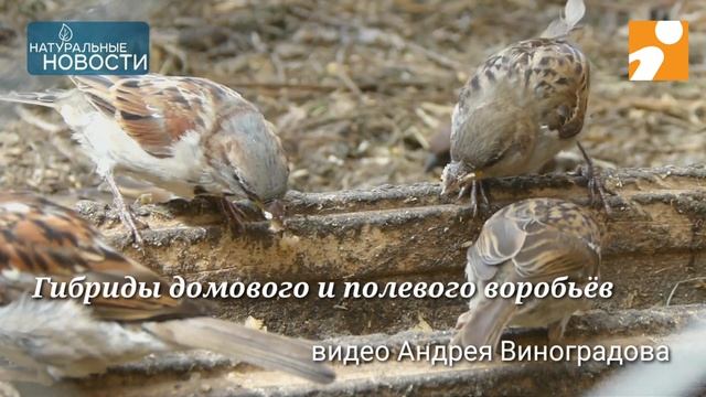Чтобы выжить в Твери, воробьи становятся мутантами смотреть онлайн