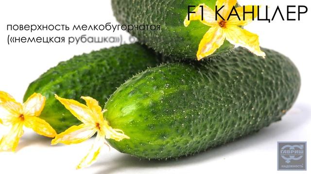 Огурец «Канцлер». Профессиональные семена Гавриш. смотреть онлайн