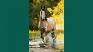 Трек: ускакала в поле молодая лошадь ( картинки ).